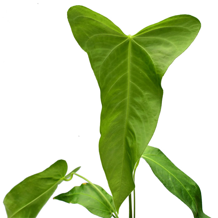 Anthurium Yasuni Heart x Anthurium warocqueanum 'Fantasy'