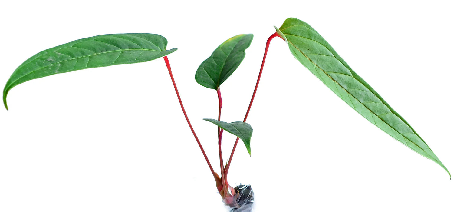 Anthurium flavolineatum