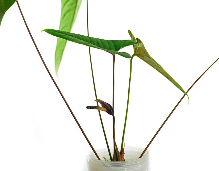 Anthurium flavolineatum