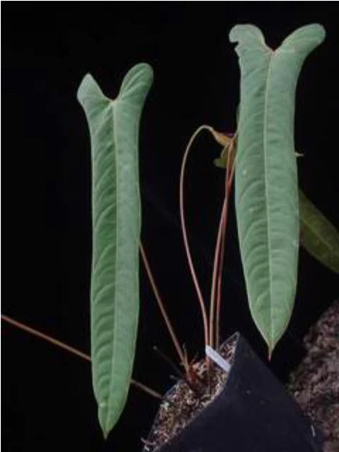 Anthurium flavolineatum