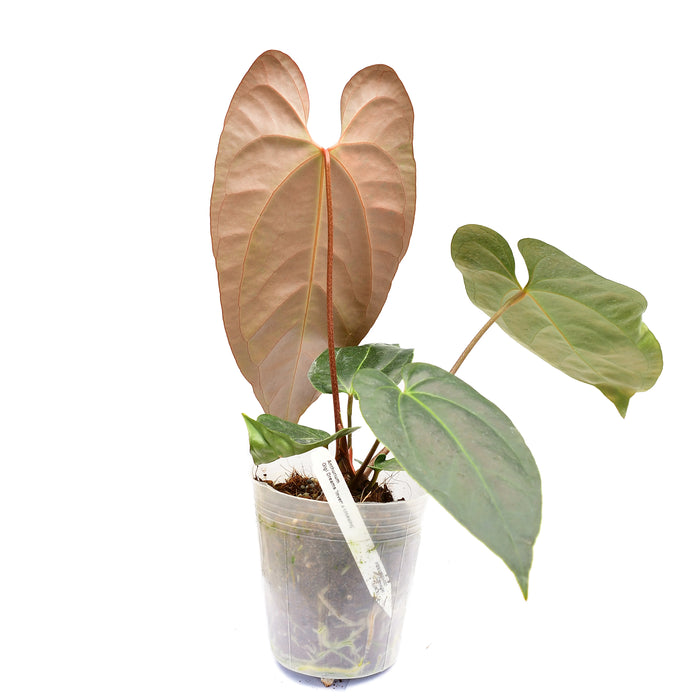 Anthurium Gigi Dreams 'Inverse crossing'