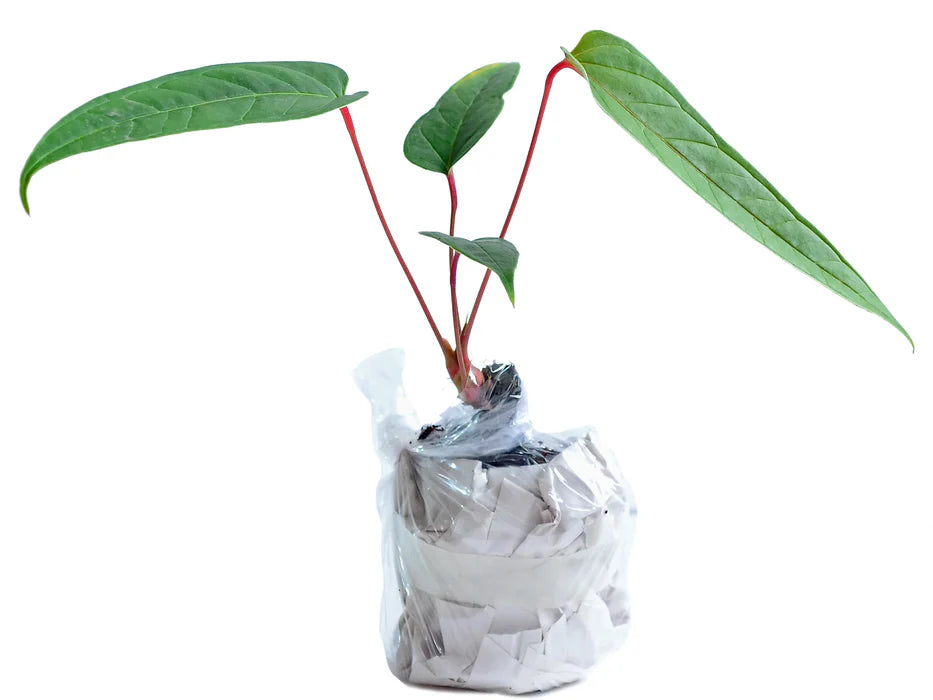 Anthurium flavolineatum