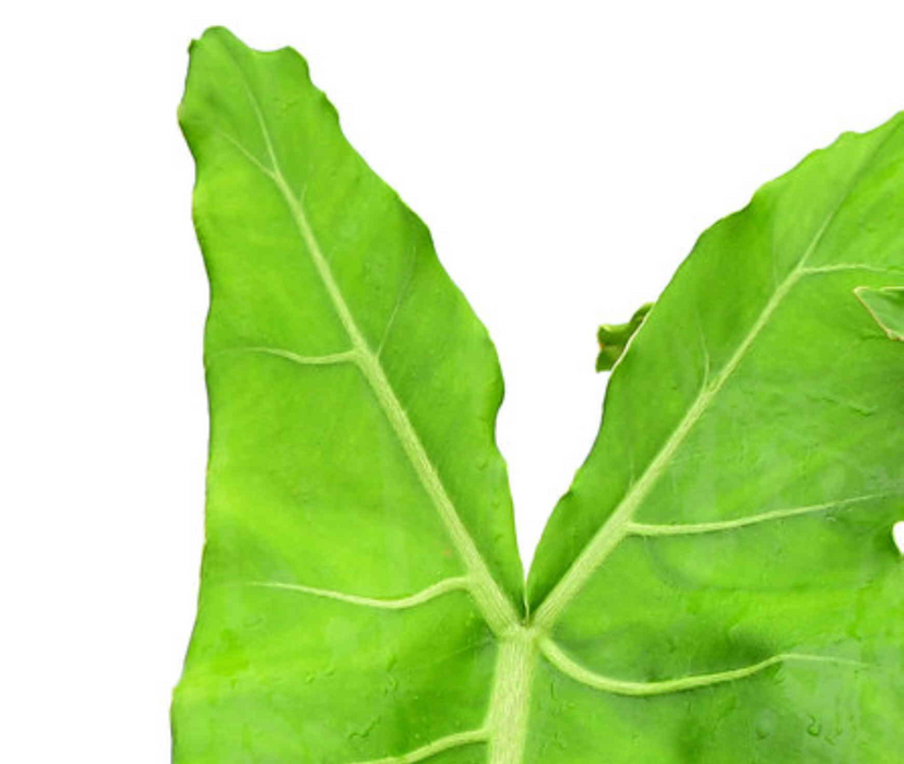 Philodendron maximum 'Ecuagenera'