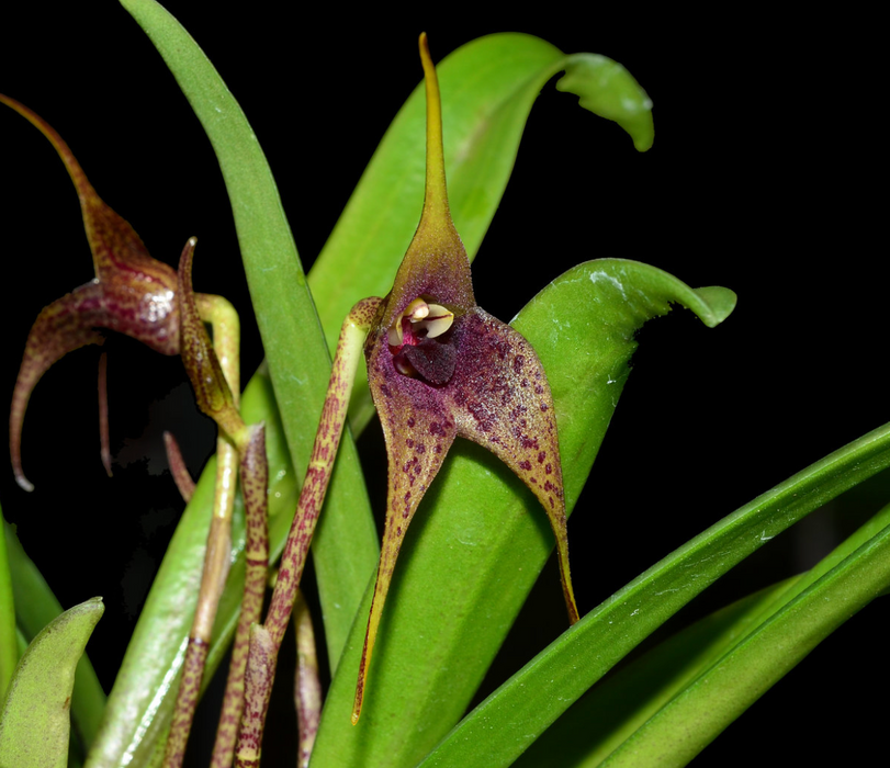 Masdevallia bonplandii
