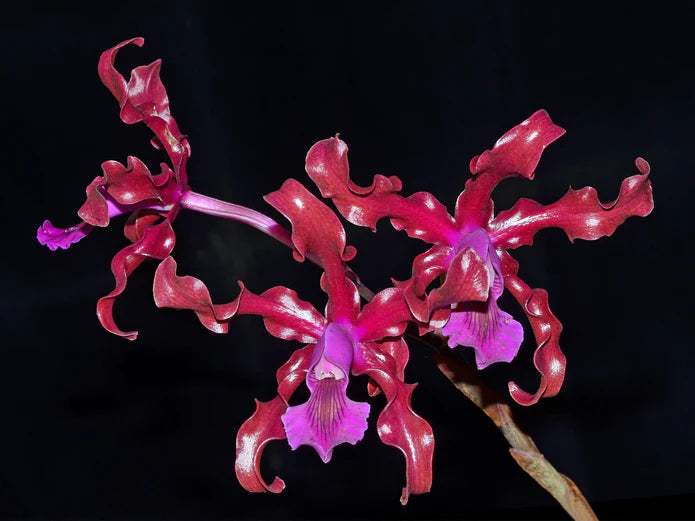 Laeliocattleya Maritza Segovia