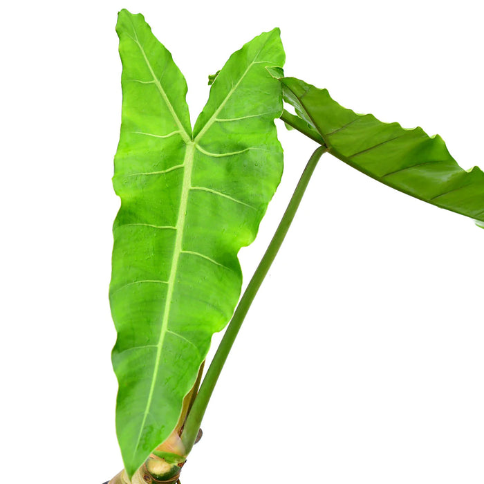 Philodendron maximum 'Ecuagenera'