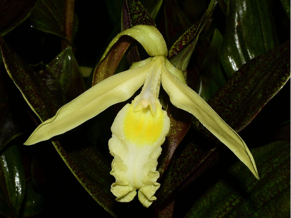 Sobralia madisonii