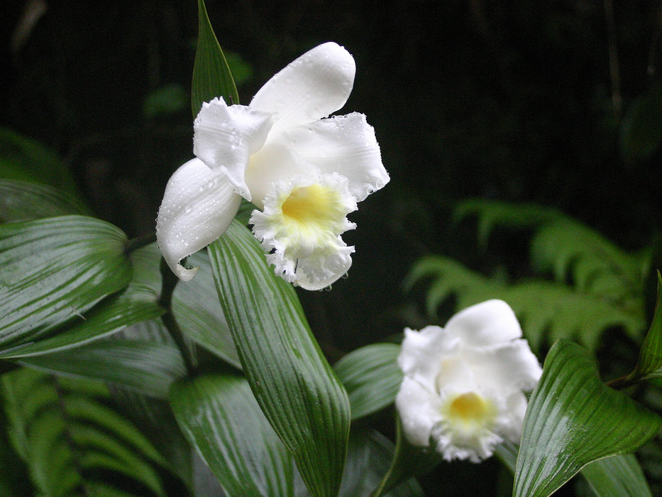Sobralia virginalis