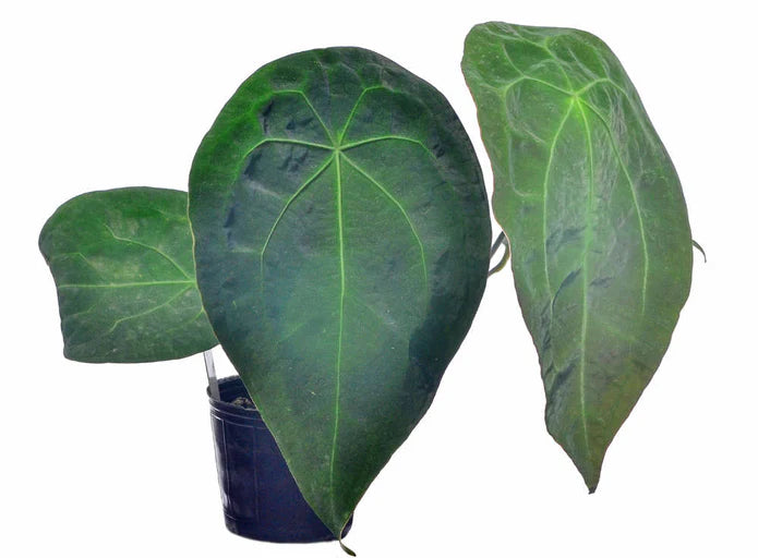 Anthurium forgetii