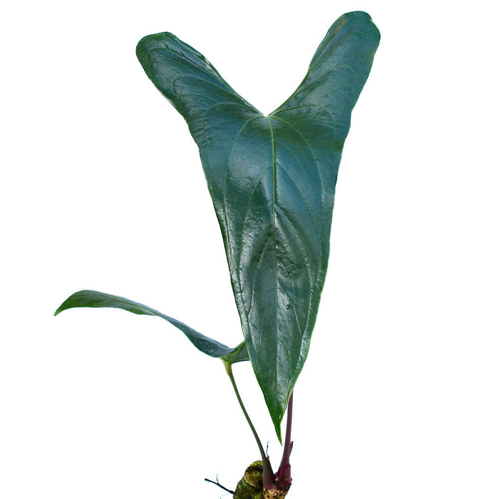 Anthurium nigrolaminum 'Gigi' seedlings