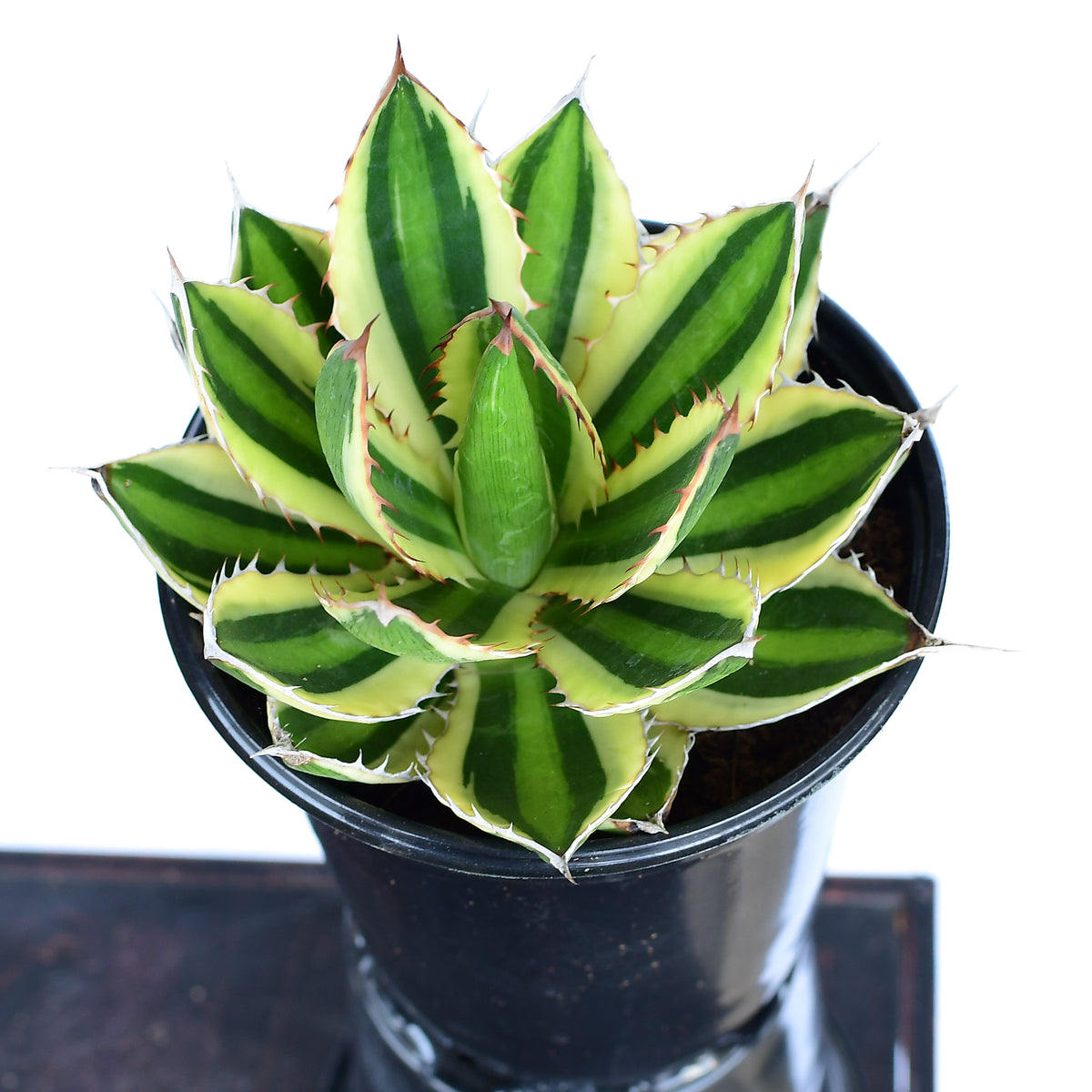 Agave — Ecuagenera California