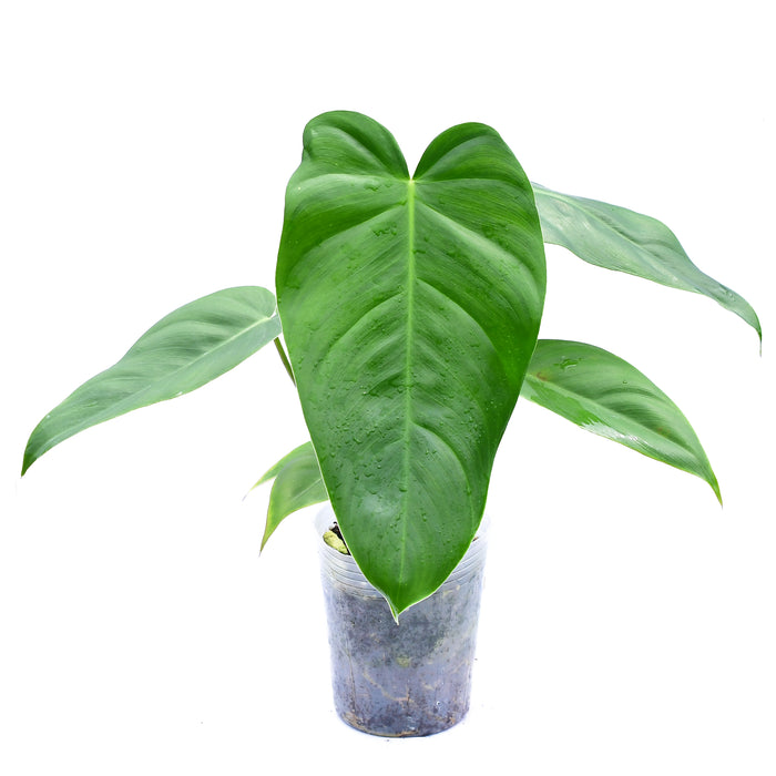 Philodendron delinksii Butterfly x Philodendron spiritus-sancti