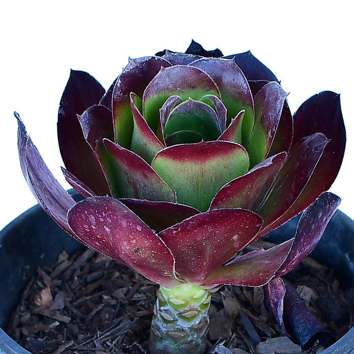Aeonium Cyclops 1g