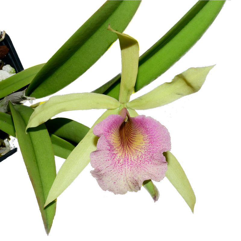 Brassocattleya Felicia