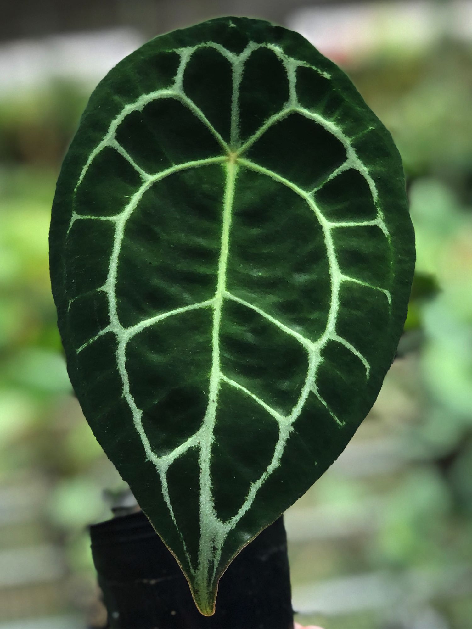 Anthurium forgetii white stripes — Ecuagenera California