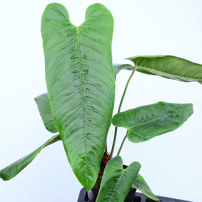Anthurium offolterianum (seedling)