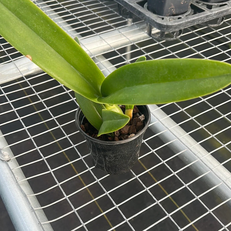 Laeliocattleya El Ranchito