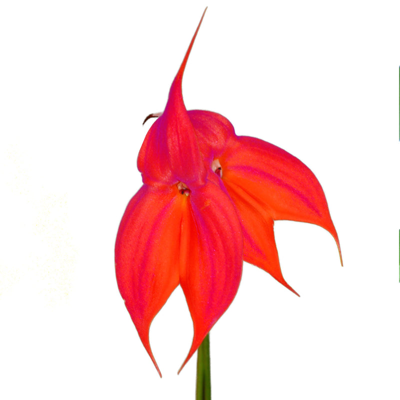 Masdevallia veitchiana