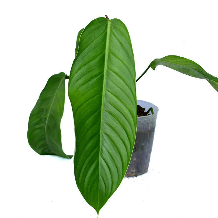 Philodendron fibrillosum