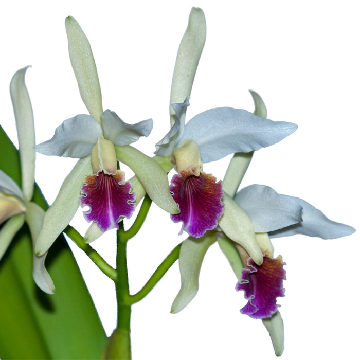 Cattleya Arcadio Arosemena