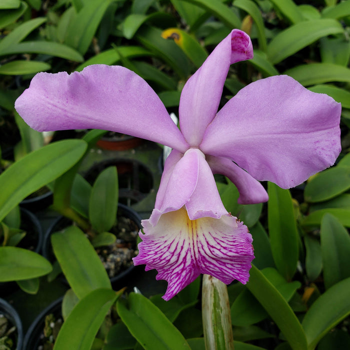 Cattleya Cuyabeno