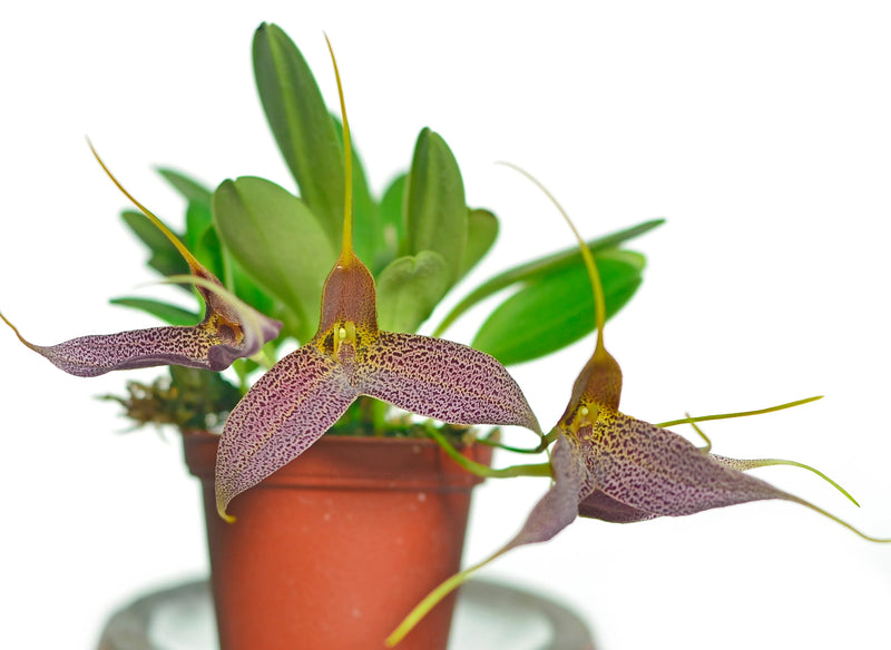 Masdevallia decumana