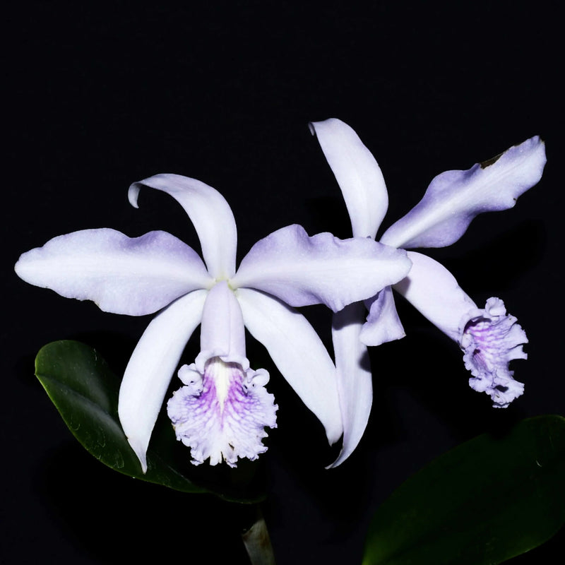 Cattleya Roque Sevilla