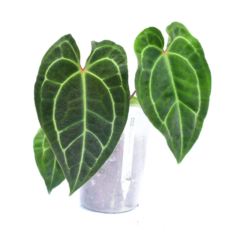 Anthurium Amazon King stripes 'Inverse crossing