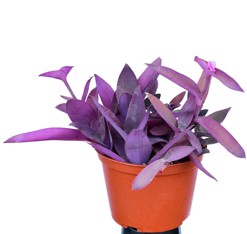 Tradescantia pallida (Purple Heart) Hanging 8"