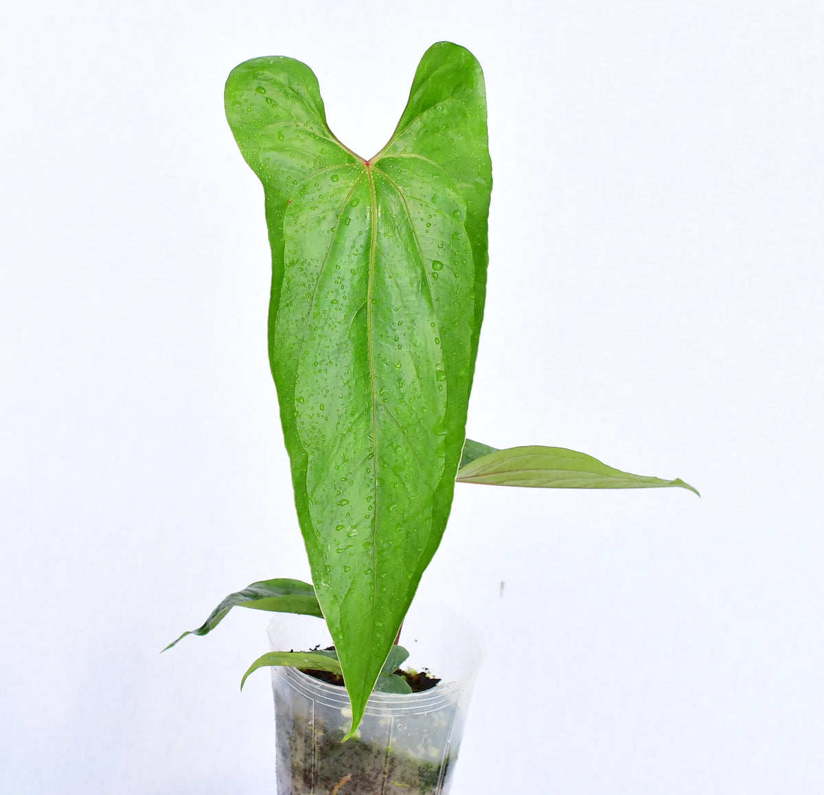 Anthurium nigrolaminum 'Ecuagenera' — Ecuagenera California