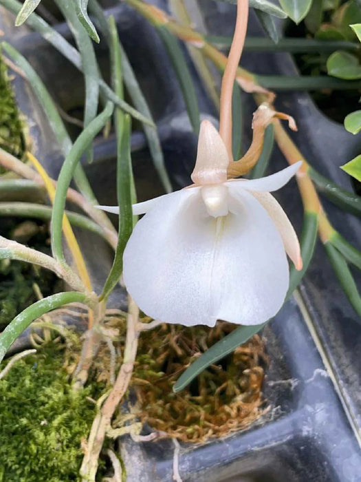 Angraecum pseudofilicornu — Ecuagenera California Angraecum pseudofilicornu — Ecuagenera California