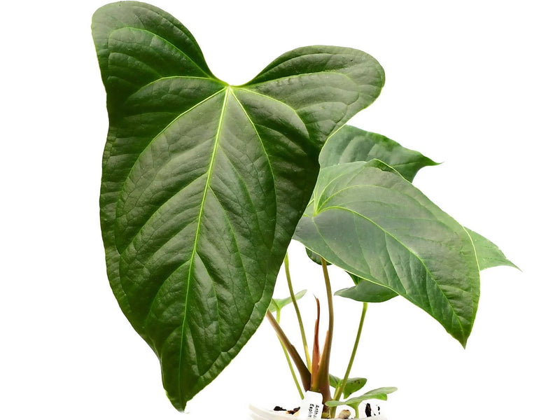 Anthurium Espíritu de Montaña