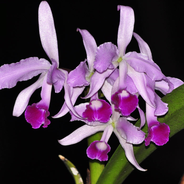 Cattleya lawrenceana