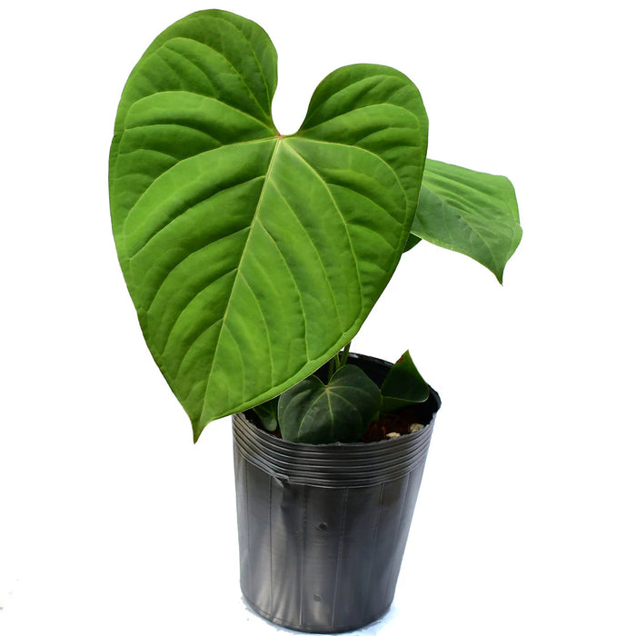 Anthurium Victory