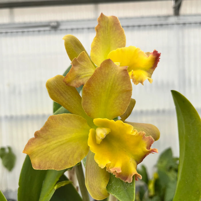 Brassocattleya Nobile's Bruno Bruno x C. Chocolate Drop x Blc. Ports of Paradise