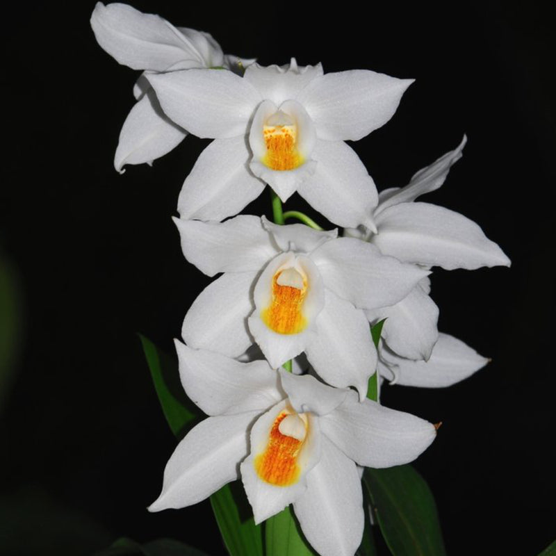 Coelogyne mooreana