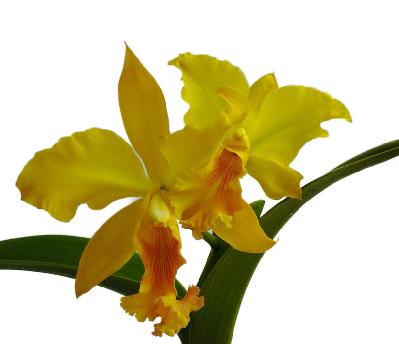 Cattleya El Condor