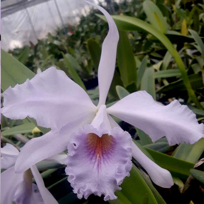 Cattleya Sapphirata coerulea 'Azure Sky'