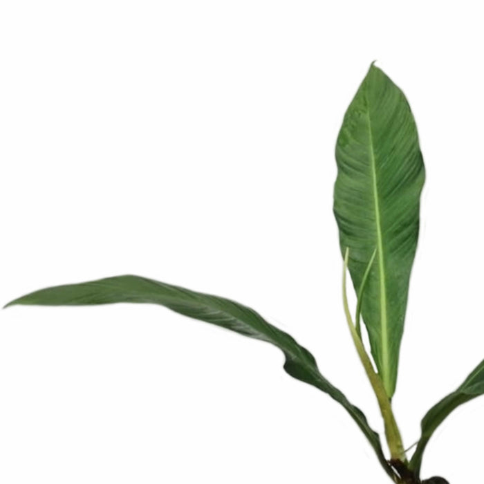 Philodendron oblanceolatum