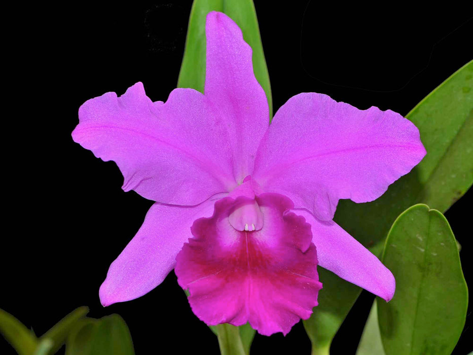 Brassolaeliocattleya Karolina