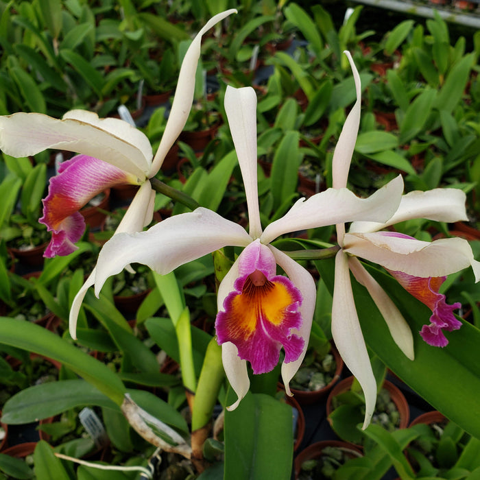 Cattleya Kiat Tan