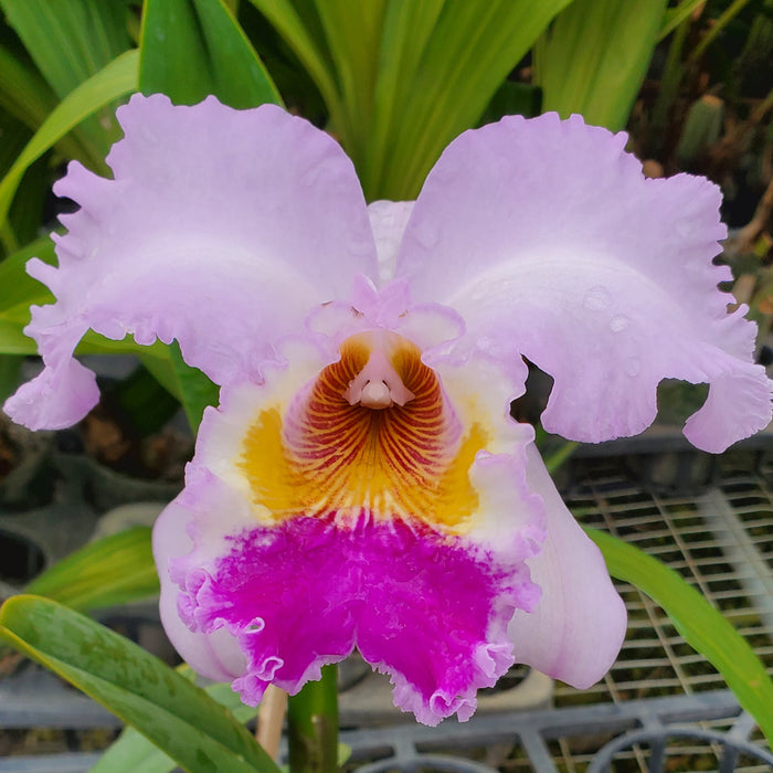 Cattleya Chusy Recinos