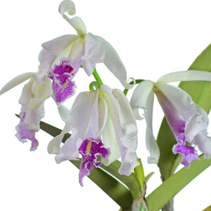 Cattleya maxima f. semialba 'Angel' x 'Rolando'