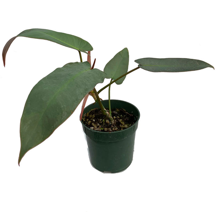 Philodendron atabapoense - seedling