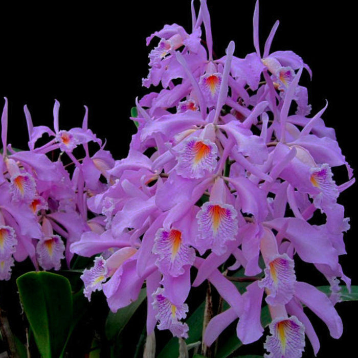 Cattleya maxima tall