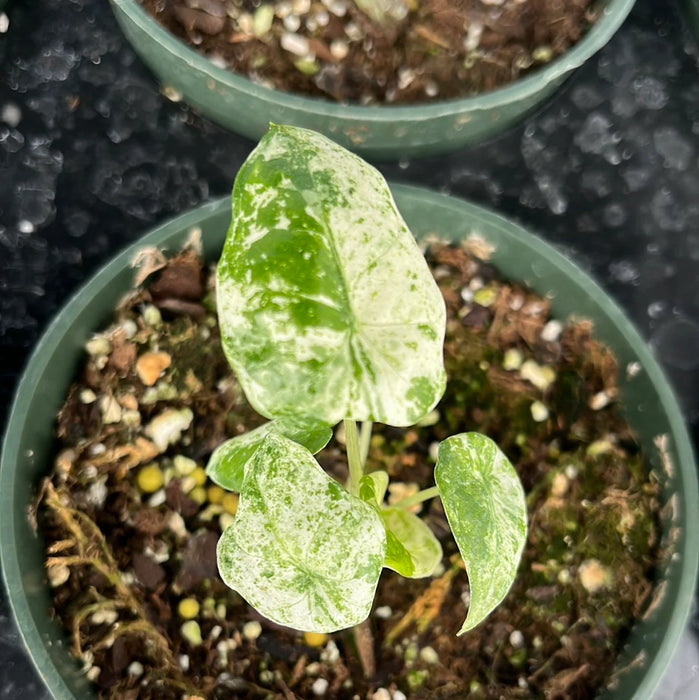 Alocasia macrorrhizos camouflage variegated