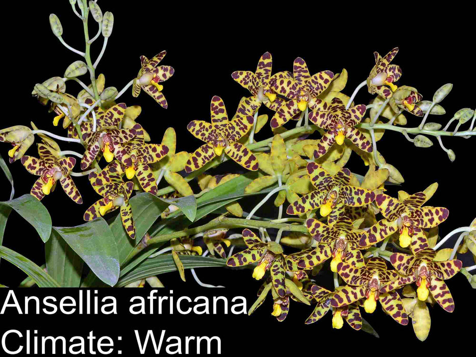 Ansellia  africana