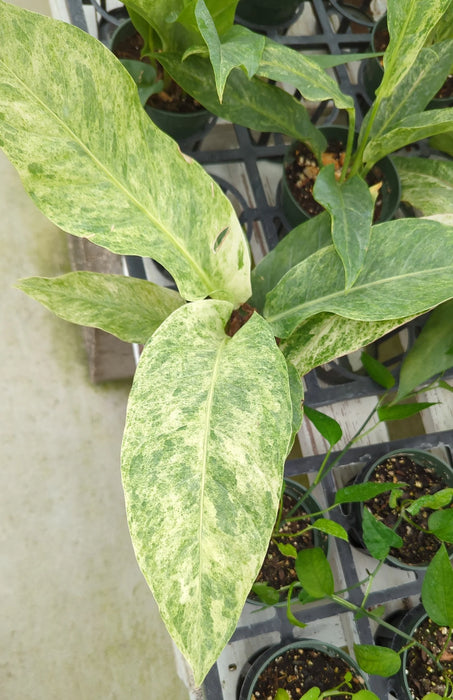 Anthurium Hookerii variegated seedling