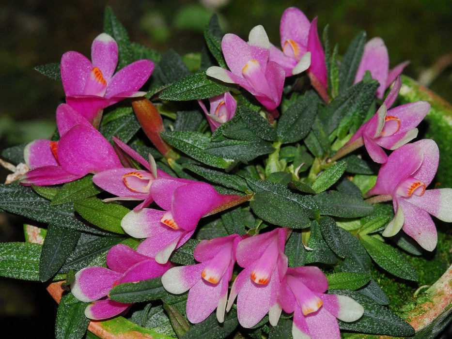 Dendrobium cuthbersonii pink