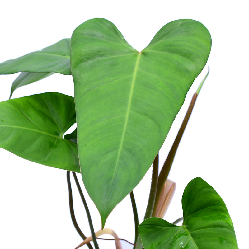 Philodendron pinnatilobum aff x Philodendron Jose Buono